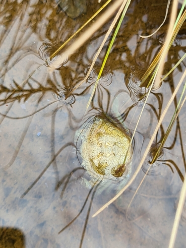 European Green Crab