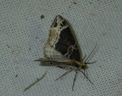 Ecliptopera capitata