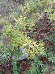 Olea europaea cuspidata