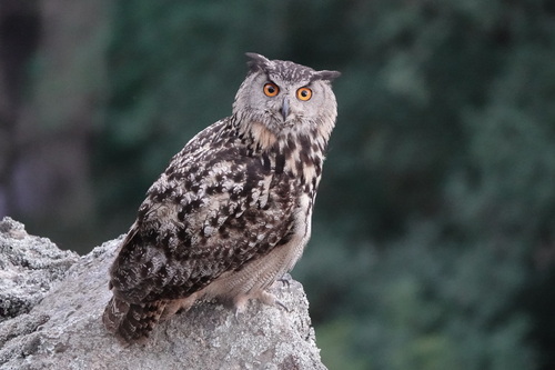 Eurasian Eagle-Owl, photo 8 of 10