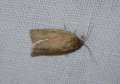 Aphelia viburnana