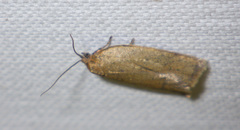 Aphelia viburnana