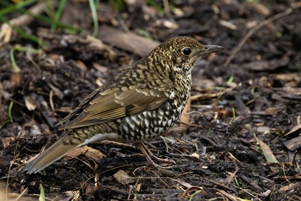 Southeastern Bassian Thrush from Badger Creek VIC 3777, Australia on ...