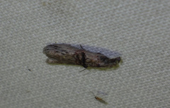 Nephopterix angustella