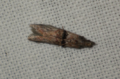 Nephopterix angustella