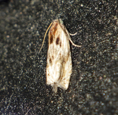 Eucosma cana
