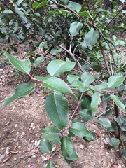 Rhus integrifolia × ovata