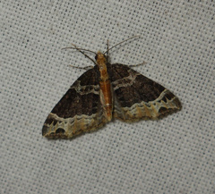 Ecliptopera capitata