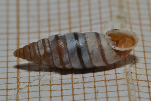 Solatopupa similis, 06500 Castellar, France, photo 6 of 10