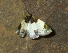 Mesoleuca albicillata