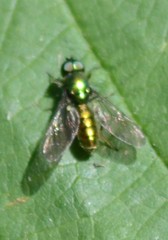 Sargus viridis