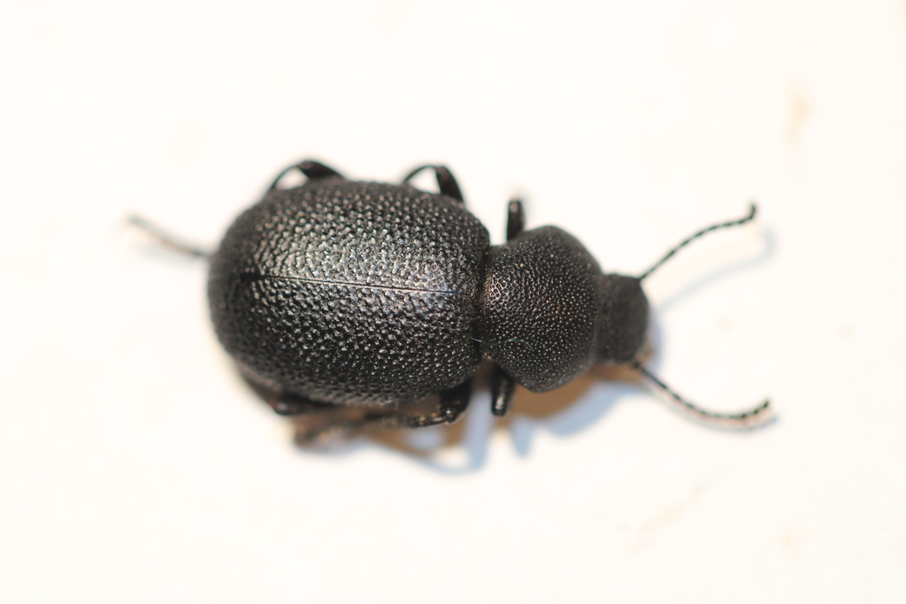 Eleodes nunenmacheri