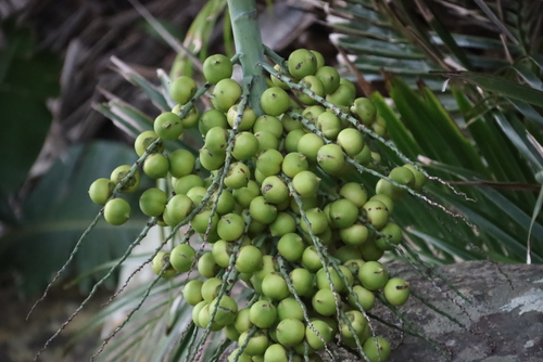 Image of Jubaeopsis afra by (c) Tony Rebelo, some rights reserved (CC BY-SA)
