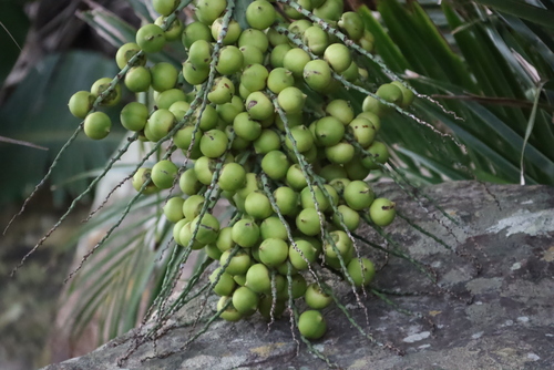 Image of Jubaeopsis afra by (c) Tony Rebelo, some rights reserved (CC BY-SA)