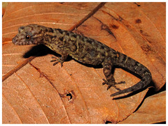 Haseman's Gecko photo 2