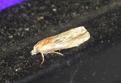 Eucosma cana