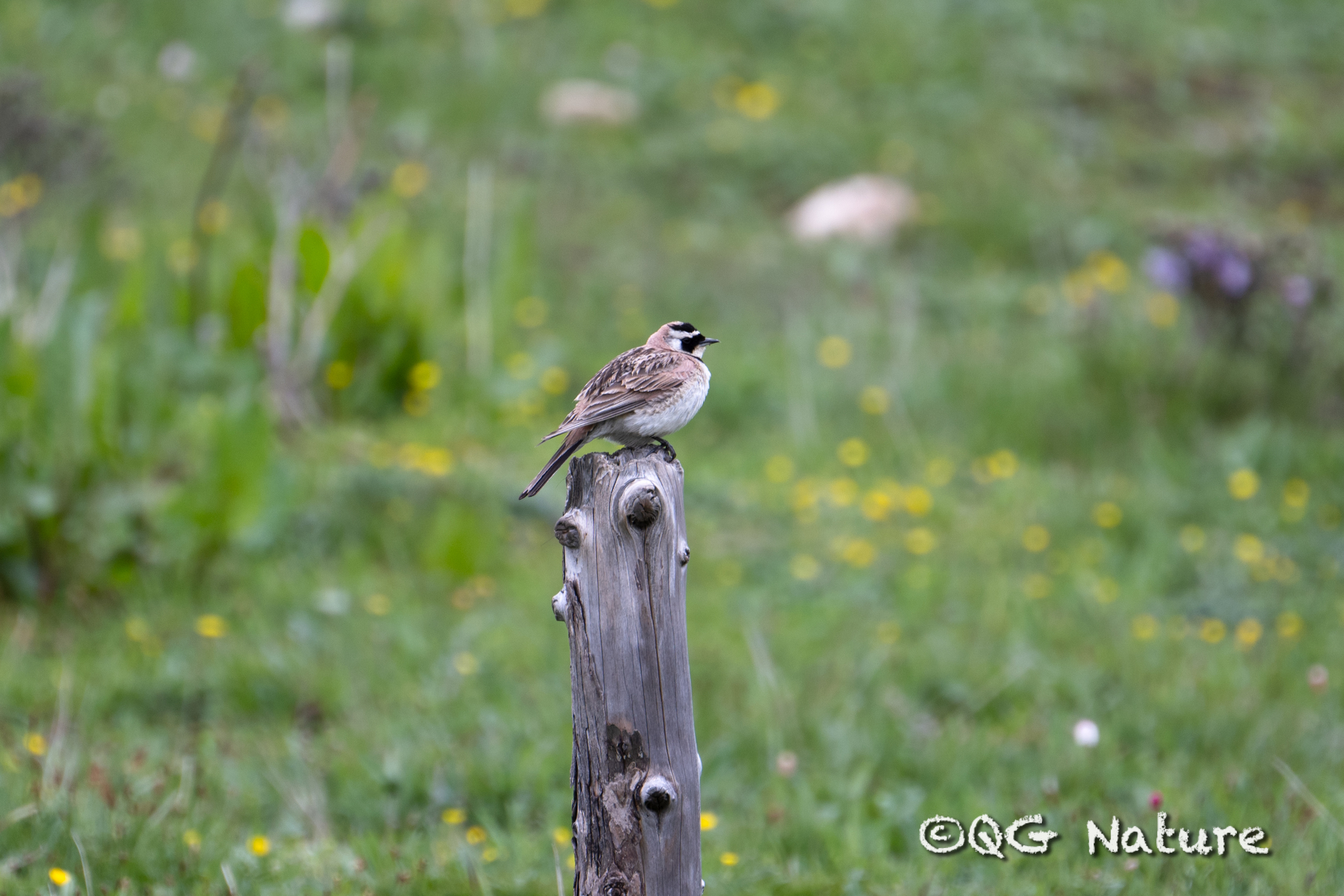 Horned Lark