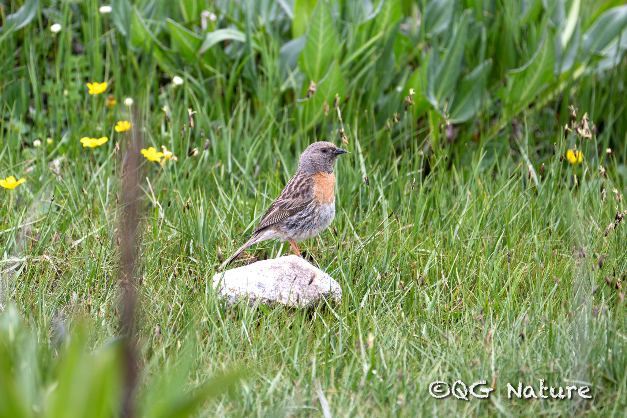 Robin Accentor