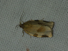 Choristoneura hebenstreitella