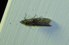 Nephopterix angustella