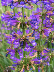 Penstemon