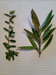 Olea europaea cuspidata