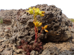 Sedum lanceolatum lanceolatum