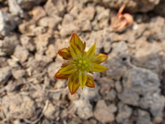 Sedum lanceolatum lanceolatum