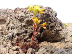 Sedum lanceolatum lanceolatum