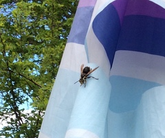 Dolichovespula maculata