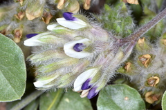 Pediomelum megalanthum