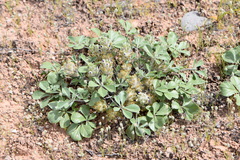 Pediomelum megalanthum