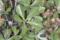 Pediomelum megalanthum