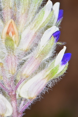 Pediomelum megalanthum