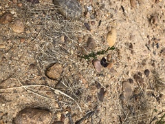 Adenostoma fasciculatum