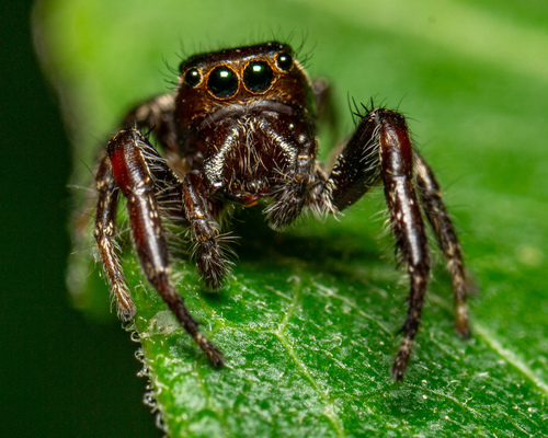 Bronze Jumping Spider
