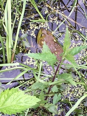 Lithobates catesbeianus