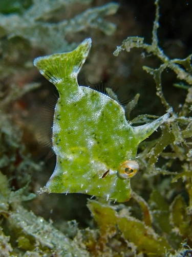Leatherjacket (Stephanolepis setifer) — Monacanthidae