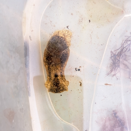 Japanese Bubble Snail, 3253 Ouddorp, Netherlands, photo 8 of 10