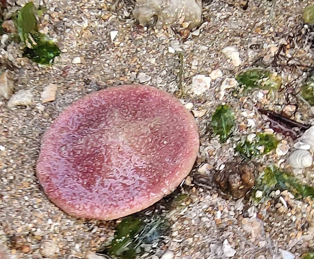 Pink Sand Dollar