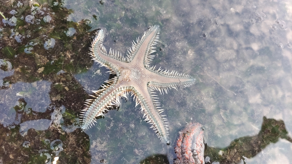 Brown-spotted Sand Star
