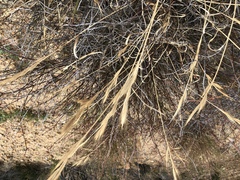 Brachypodium distachyon