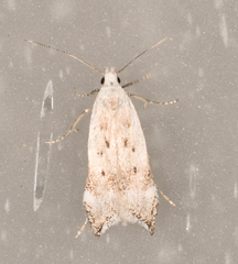 Coleotechnites invictella