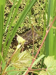 Lithobates catesbeianus