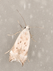 Coleotechnites invictella