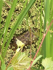 Lithobates catesbeianus