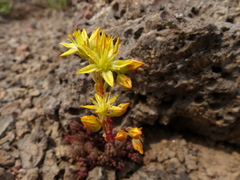 Sedum lanceolatum lanceolatum