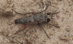 Apiocera