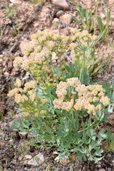 Cymopterus duchesnensis