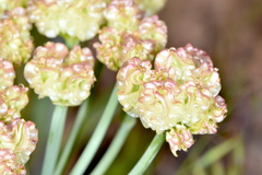 Cymopterus duchesnensis